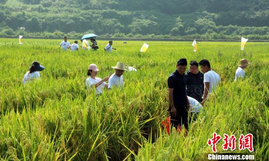 湖南稻花鱼文化节开幕产业助推农村脱贫